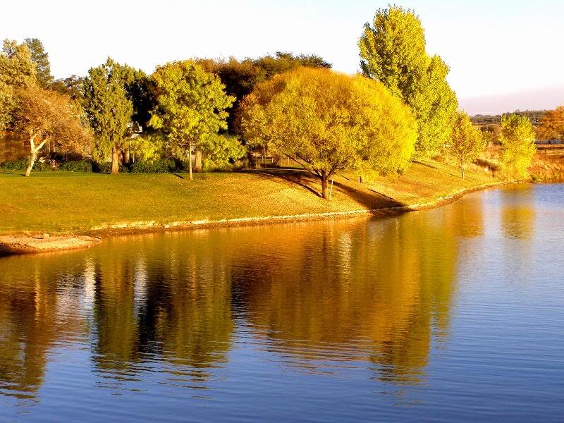 Trees Reflecting in Lake — Blue, Serene, Sunset