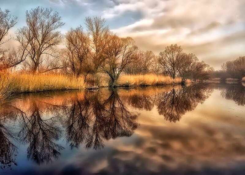 Trees Reflecting in Lake — Brown
