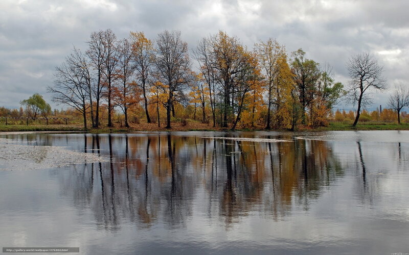 Trees Reflecting in Lake — Gray
