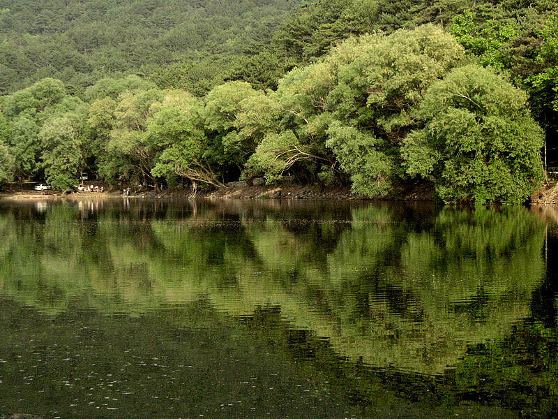 Trees Reflecting in Lake — Green, Serene, Afternoon, Photograph, Forest