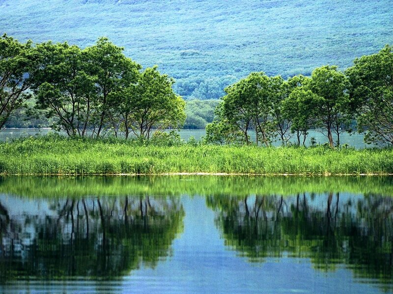 Trees Reflecting in Lake — Green, Serene, Afternoon