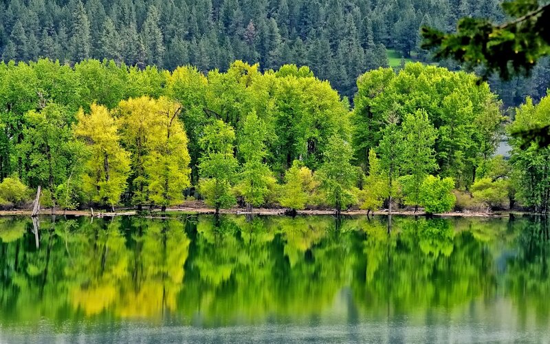 Trees Reflecting in Lake — Green, Serene, Spring, Photograph, Forest