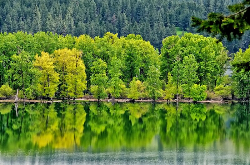 Trees Reflecting in Lake — Green, Serene, Spring, Photograph
