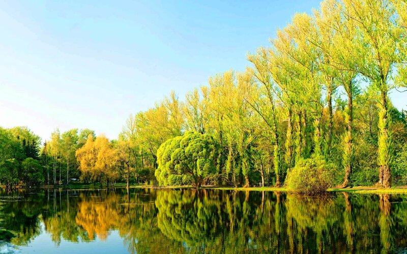 Trees Reflecting in Lake — Green, Serene, Spring