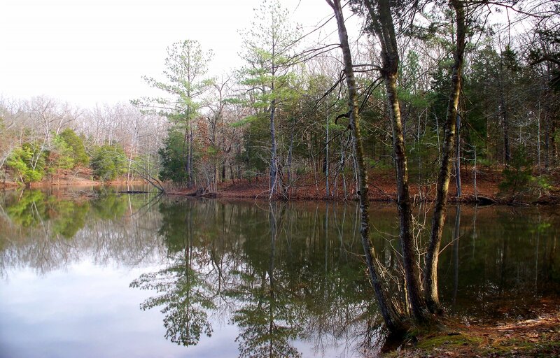 Trees Reflecting in Lake — Green, Serene