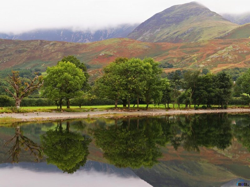 Trees Reflecting in Lake — Green
