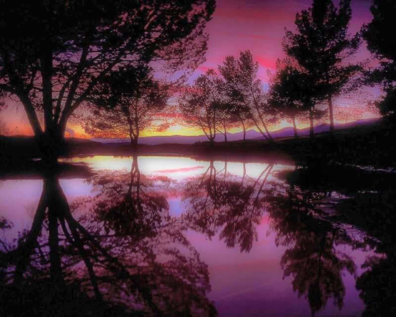 Trees Reflecting in Lake — Purple, Serene