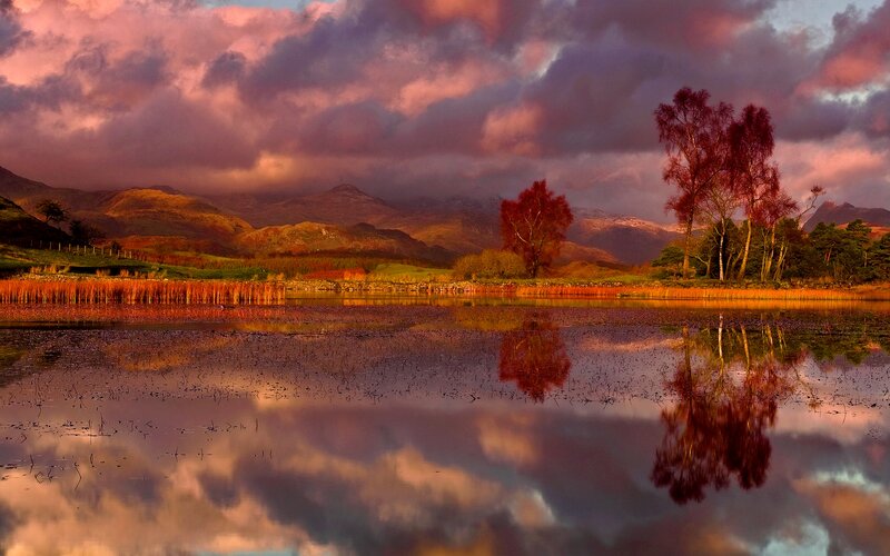 Trees Reflecting in Lake — Purple