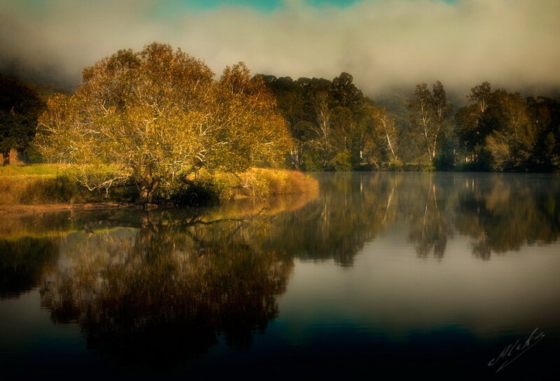 Trees Reflecting in Lake