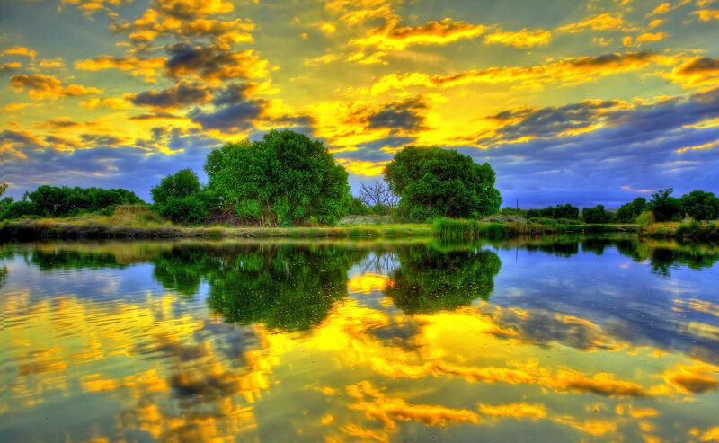 Trees Reflecting in Lake — Yellow