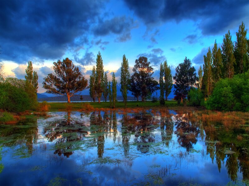 Trees Reflecting in Pond — Blue, Dramatic