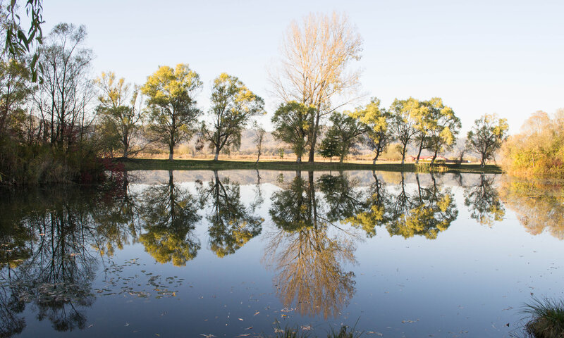 Trees Reflecting in Pond — Blue, Serene