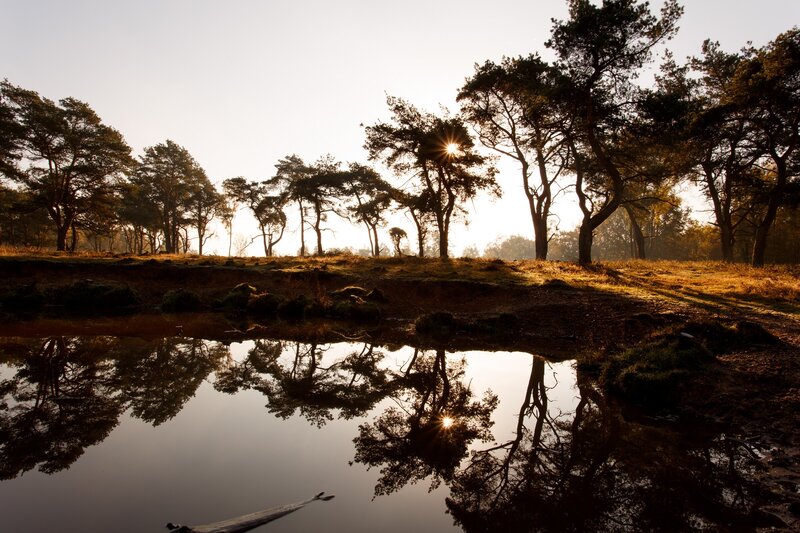 Trees Reflecting in Pond — Brown