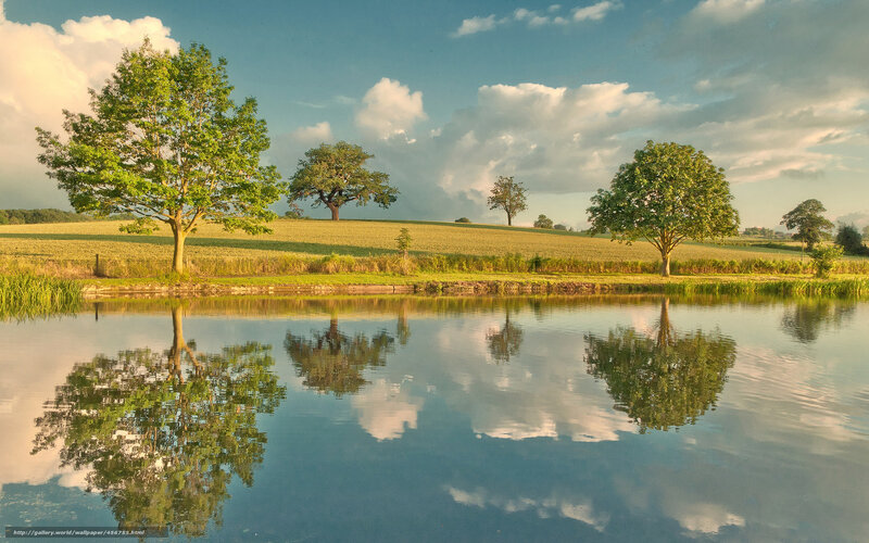 Trees Reflecting in Pond — Green, Serene, Afternoon, Photograph, Field