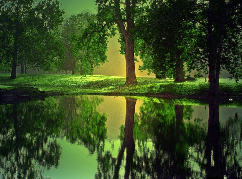 Trees Reflecting in Pond — Green, Serene, Afternoon
