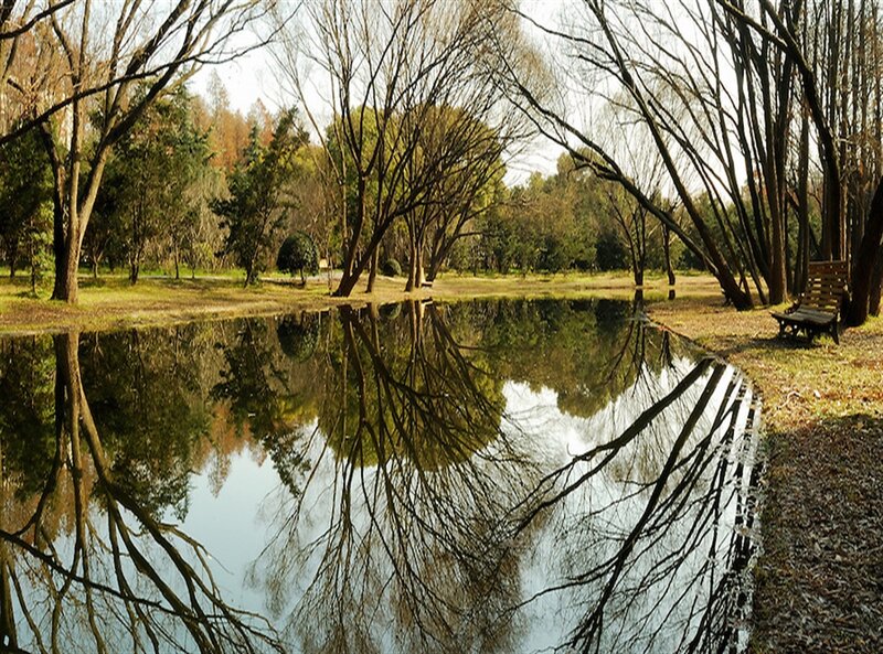 Trees Reflecting in Pond — Green, Serene, Autumn