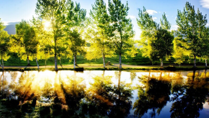 Trees Reflecting in Pond — Green, Serene, Morning