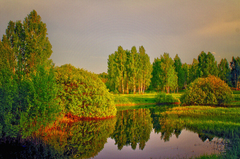 Trees Reflecting in Pond — Green, Serene, Sunset