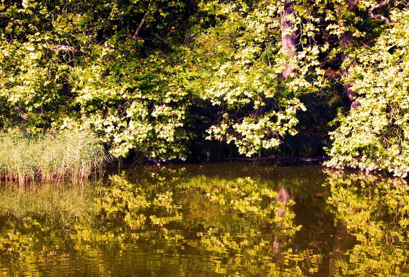 Trees Reflecting in Pond — Green