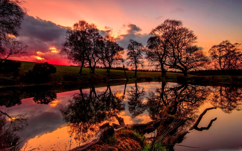 Trees Reflecting in Pond — Orange