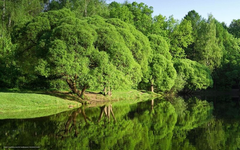 Trees Reflecting in River — Green