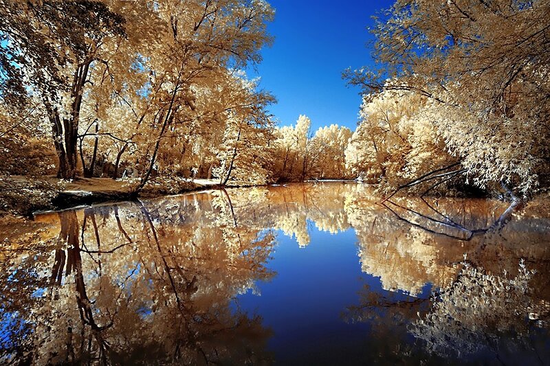 Trees Reflecting in River