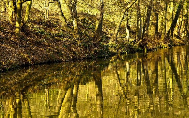 Trees Reflecting in River — Yellow
