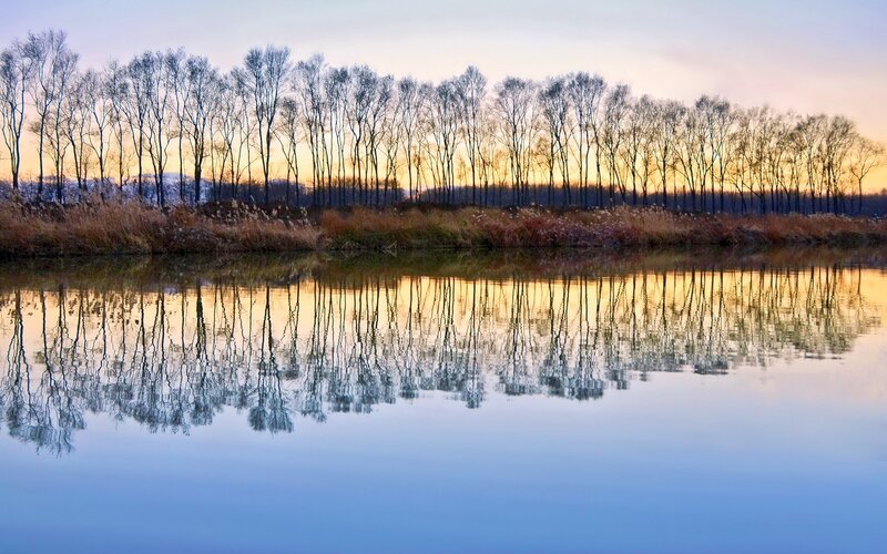 Trees Reflecting in Water — Blue, Serene