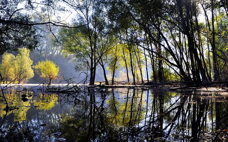 Trees Reflecting in Water — Green, Serene, Morning