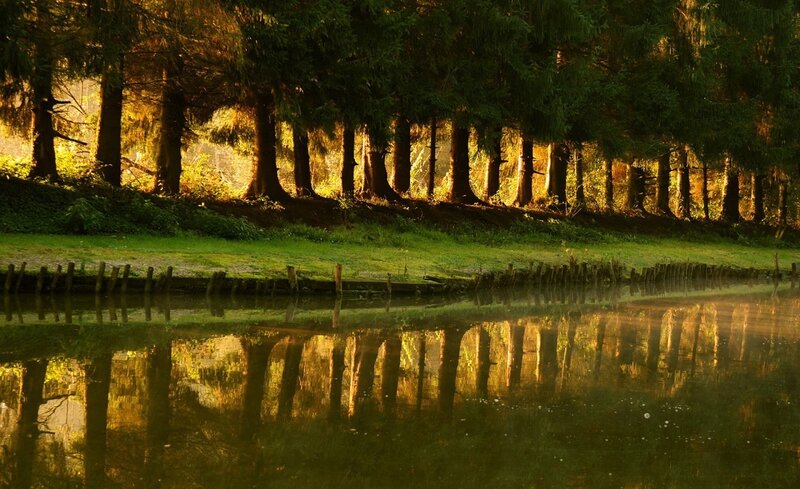 Trees Reflecting in Water — Green