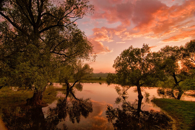 Trees Reflecting in Water — Orange