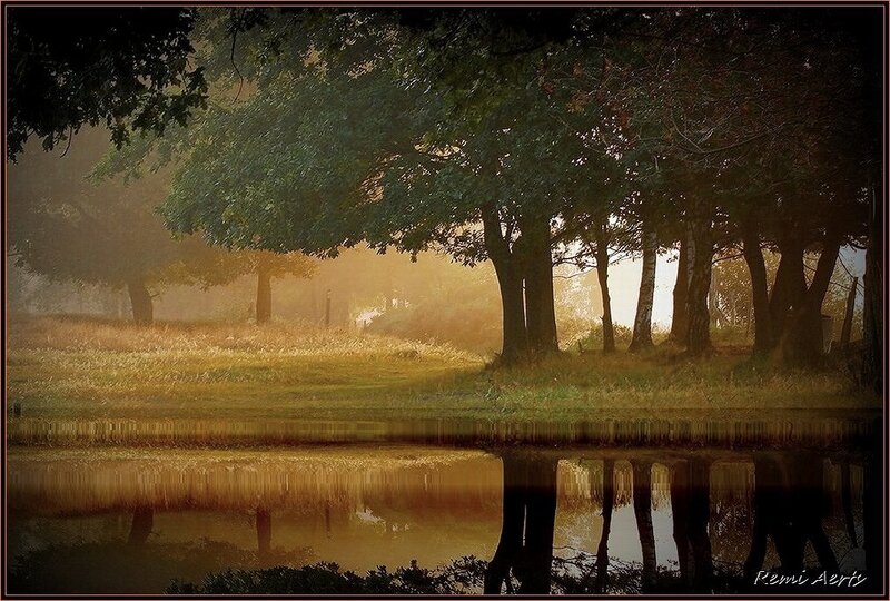 Trees Reflecting in Water