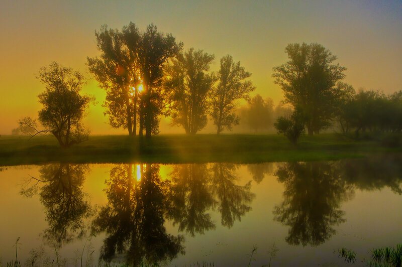 Trees Reflecting in Water — Yellow