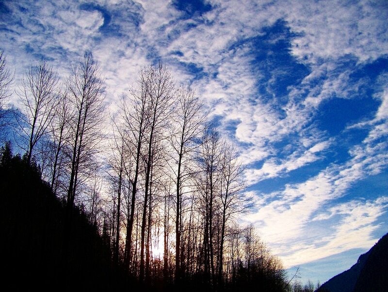 Trees silhouetted against a cloudy sky