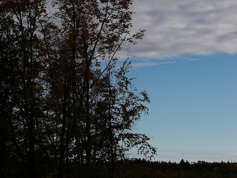 Trees Silhouetted Against Sky