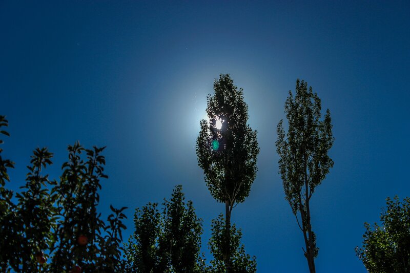 Trees Silhouetted Against Sun — Blue