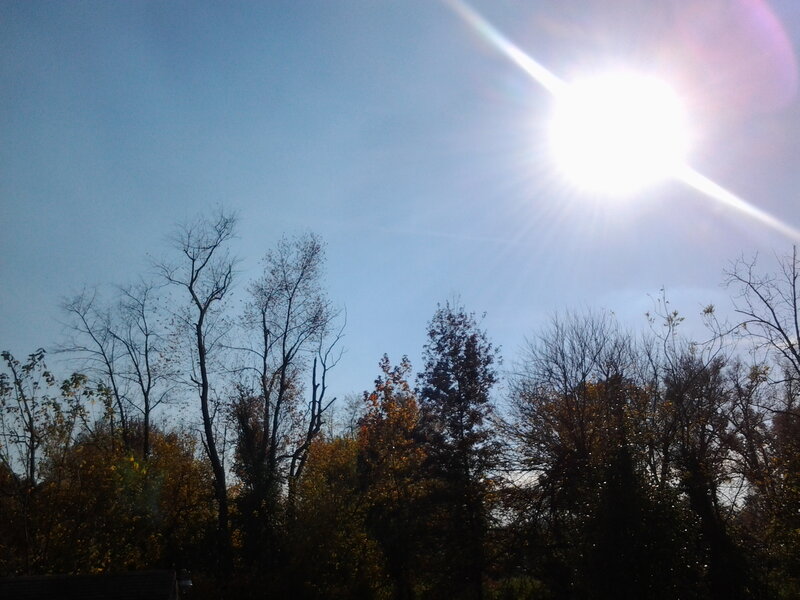 Trees Silhouetted Against Sun