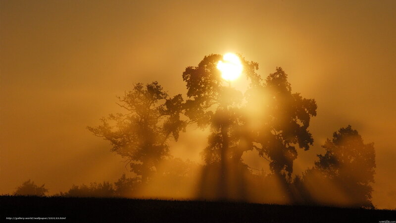 Trees Silhouetted at Sunrise