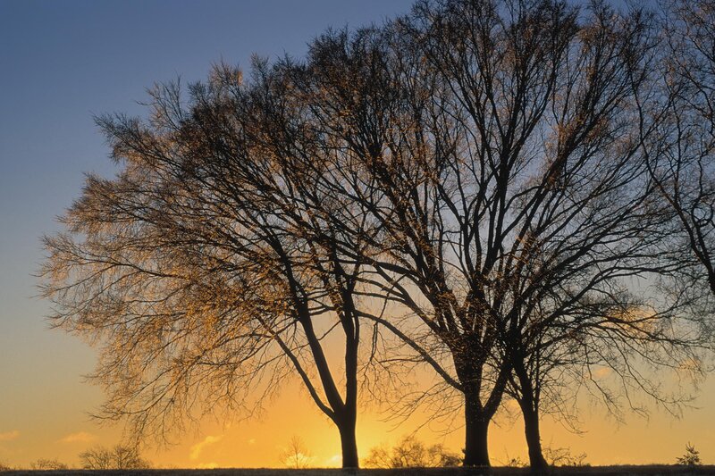 Trees silhouetted at sunset