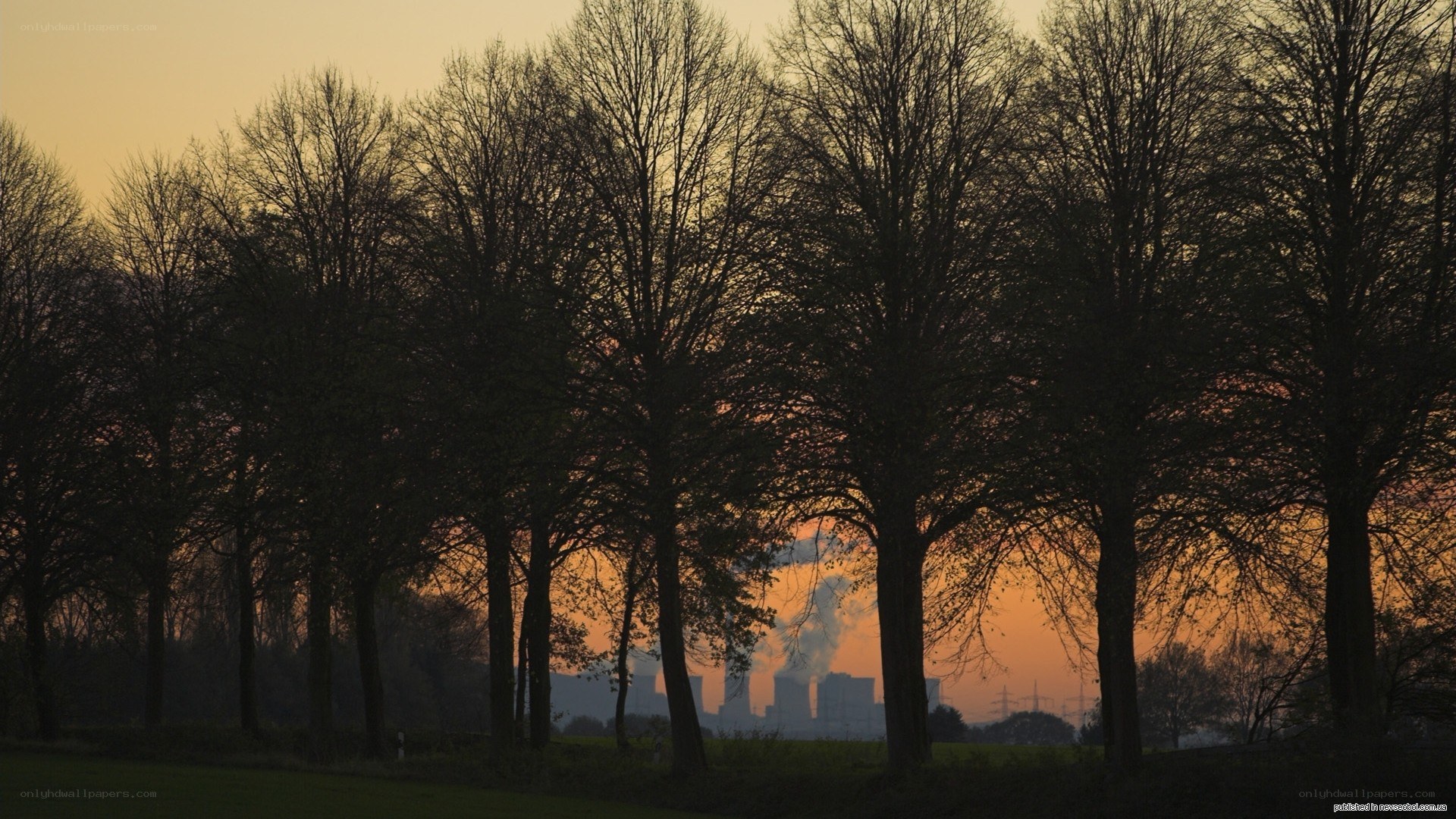 Trees silhouetted at sunset