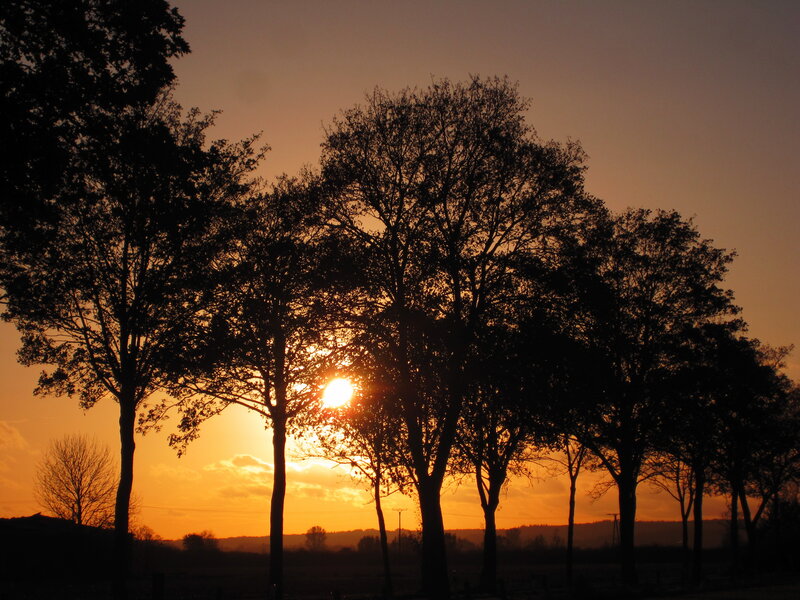 Trees Silhouetted at Sunset — Orange, Serene