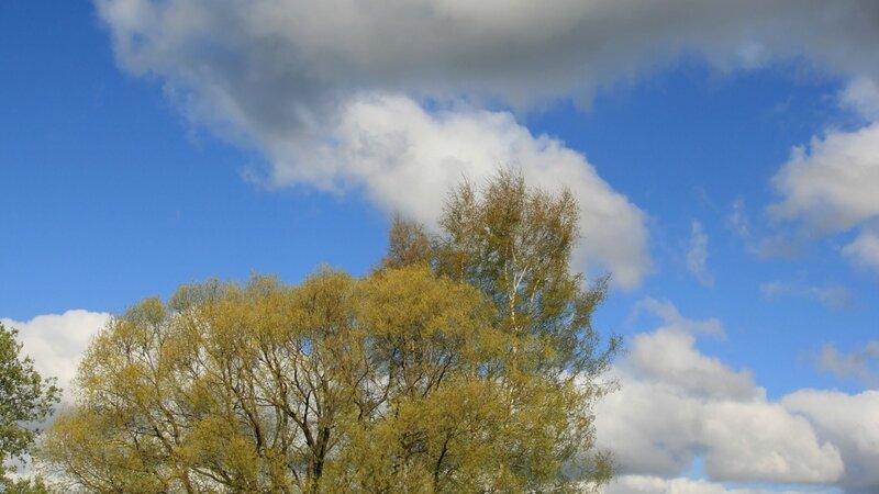 trees under a blue sky