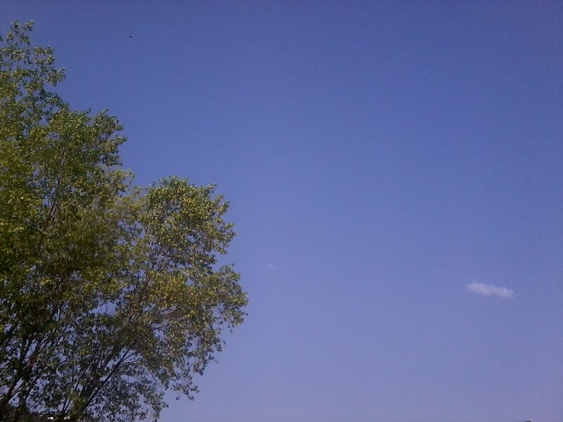 Trees under Blue Sky — Calm