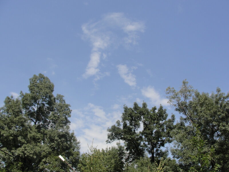 Trees under Blue Sky — Serene