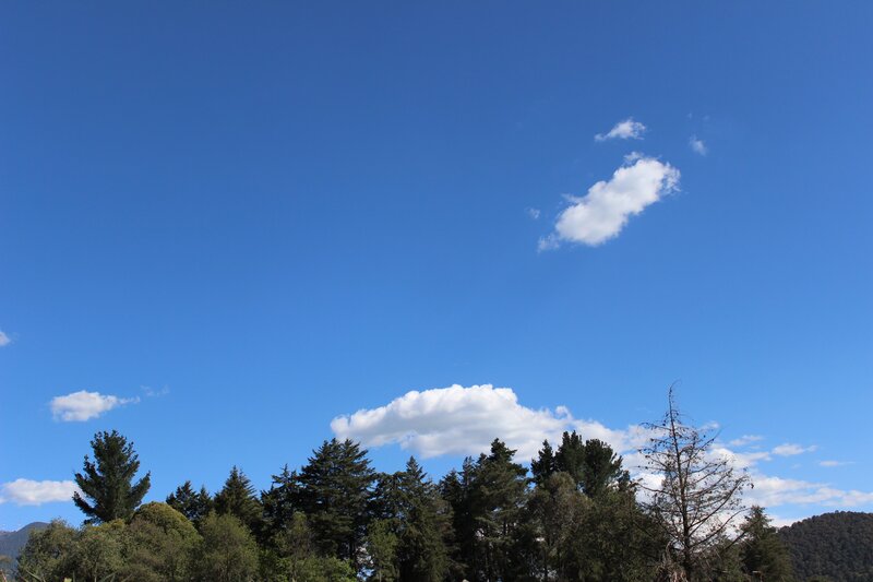 Trees under Blue Sky