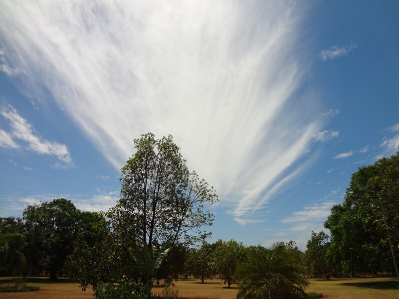 Trees under Cloudy Sky — Blue, Serene