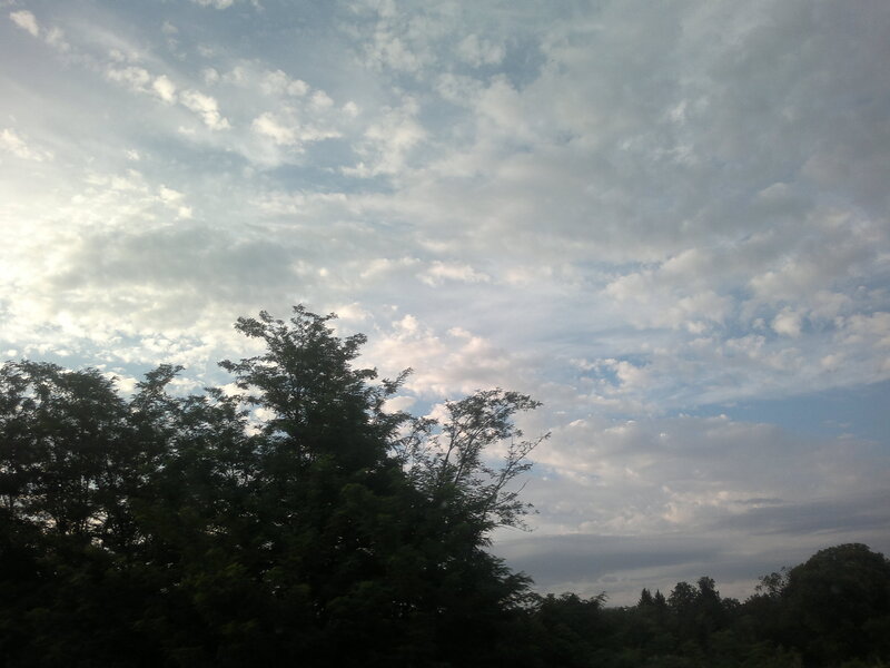 Trees under Cloudy Sky — Blue