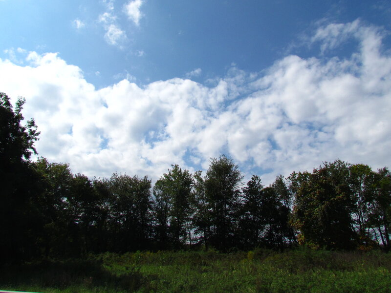 Trees under Cloudy Sky
