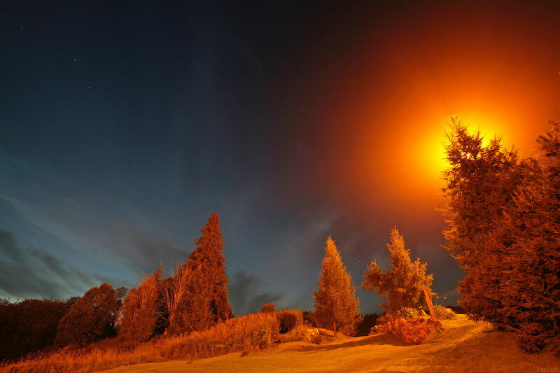 Trees under Night Sky — Orange, Dramatic