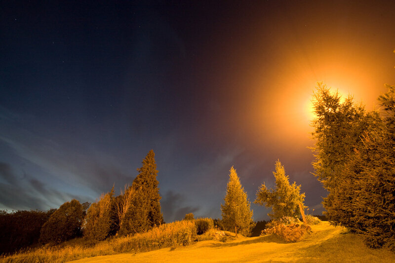 Trees under Night Sky — Orange